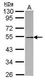 p62Dok antibody [N1C1]