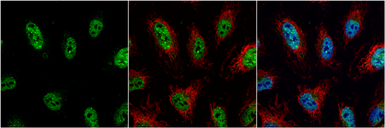 Jab1 antibody [N1C1]