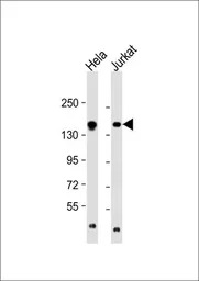 EPRS antibody, N-term