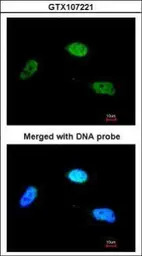 ZNF398 antibody [C1C3]