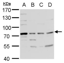 TDP1 antibody [N1N3]