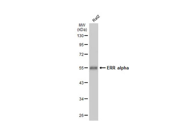 ERR alpha antibody [N1], N-ter