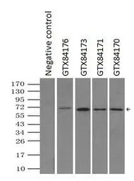 LTA4H antibody [8F4]