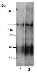 NPC1L1 antibody