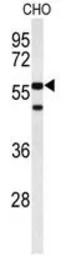ACTR5 antibody, C-term