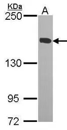 KIF4A antibody [C3], C-term