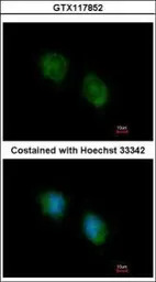 COPS4 antibody [N3C3]