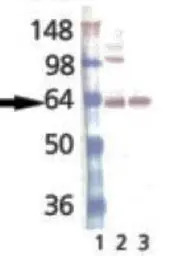 Synaptotagmin antibody [ASV30]