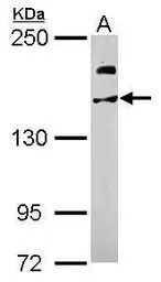 USP47 antibody