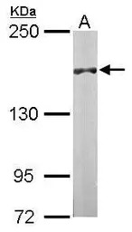 DIP2B antibody [C2C3-2], C-ter