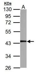 PGK1 antibody
