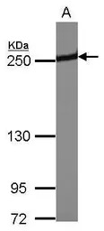 Periplakin antibody [N1N2], N-