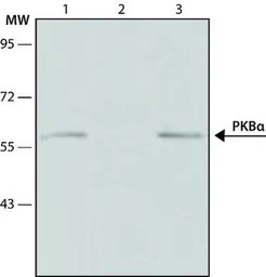 AKT1 antibody [PKB-175]