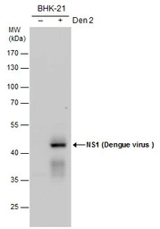 Dengue virus NS1 protein antib