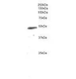 NCF1 antibody