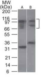 NFAT2 antibody