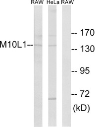 MOV10L1 antibody