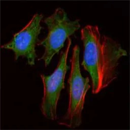 CLOCK antibody [8F7]