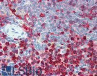 CD18 antibody [MEM-48] (PE)