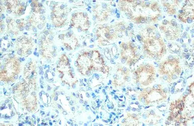 Galactosylceramidase antibody 