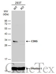 CDK5 antibody [C2C3], C-term