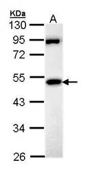 MPP1 antibody [N3C3]