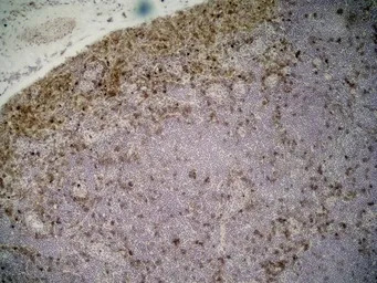 CD11b antibody [ED7]