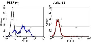 TCR V alpha 12.1 antibody [6D6