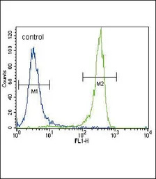 FGFR2 antibody, N-term