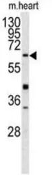 GGT5 antibody, N-term