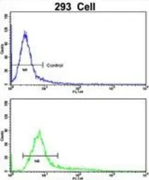 CKIP1 antibody, N-term