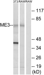 ME3 antibody