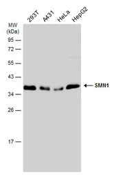 SMN1 antibody