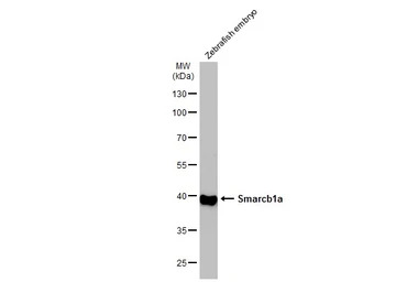 Smarcb1a antibody