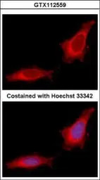 GANC antibody [N3C2], Internal