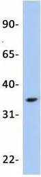 OTX2 antibody, N-term