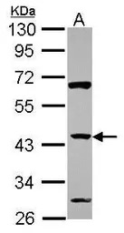 ZNF2 antibody [N1N3]