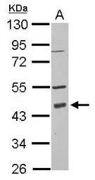 PDCD2 antibody [N2C3]