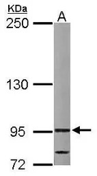 VDP / p115 antibody [N1N2], N-