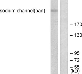 Sodium Channel-pan antibody