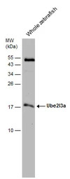 UBE2L3 antibody [N1C3]