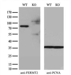 Mig-2 antibody [25A4]