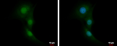 RNF14 antibody [N1C1]