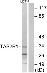 TAS2R1 antibody