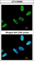 C9orf78 antibody [N1C2]