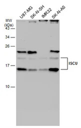 ISCU antibody [N1C3]