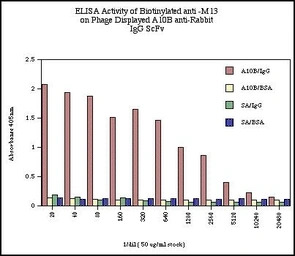M13 antibody [E1] (Biotin)