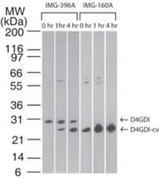 D4 GDI (cleaved specific) anti