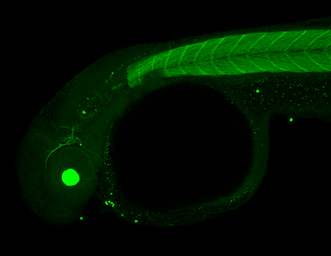 Jab1 antibody [N1C1]