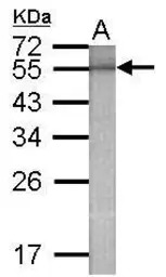 Beta-gal antibody